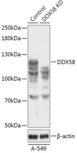 N-Cadherin Rabbit anti-Human, Mouse, Rat, Polyclonal, Novus Biologicals